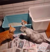 <b>小猫咪刚学用猫砂盆，就惨遭3大汉围观，猫：你们这样，我会害羞的！</b>