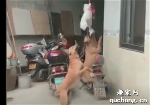 <b>这两只田园犬也玩得太欢了吧，笑喷了哈哈哈哈！</b>
