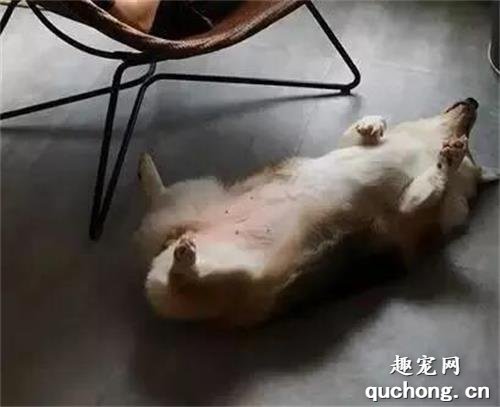 <b>主人回家发现柯基没有来迎接自己，结果走进阳台一看，笑喷了....</b>