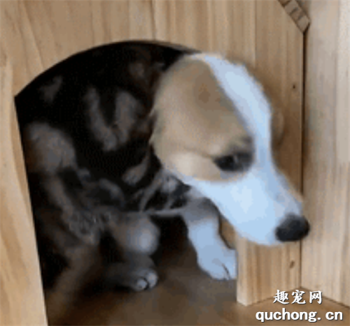 <b>狗狗拼命想逃出房间，被喵装大佬死死缠住，好可怜</b>