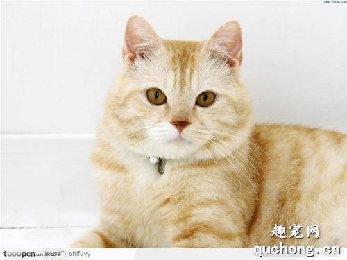 猫咪平常需要美毛护理吗?