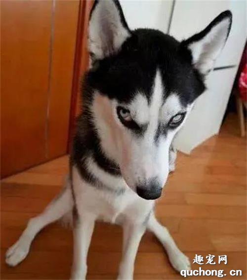 <b>300转卖的哈士奇还送一口锅，养了3天买家后悔了…</b>