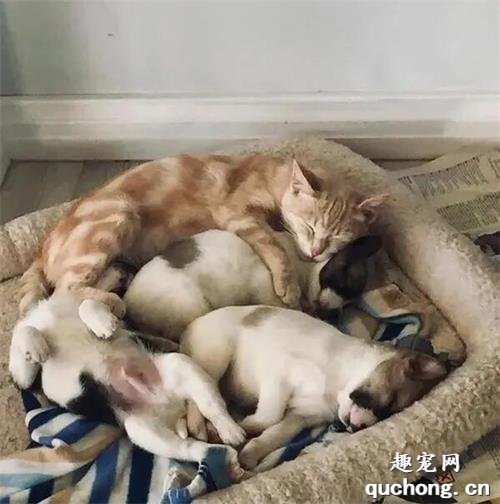 <b>猫咪失去孩子沉浸在悲伤中，主人带回3只小狗，猫把它们当孩子养</b>