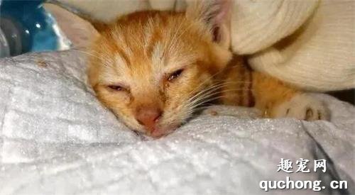 <b>猫咪四肢被人掰断，在路边趴着一动不动，只能慢慢等死，太可怜了</b>