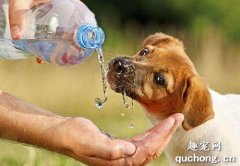 <b>千万别觉得不爱喝水是小事，尿结石可能已经找上你的狗狗</b>