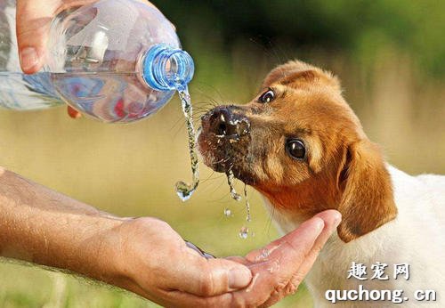 千万别觉得不爱喝水是小事，尿结石可能已经找上你的狗狗