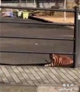 <b>吓尿了！我在街上看到一只老虎！</b>