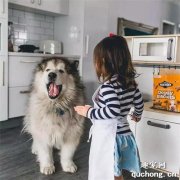 <b>我的哥哥，是只超帅的阿拉斯加！</b>