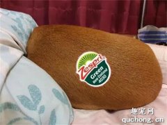 <b>床上出现了一颗超大奇异果，网友揭开真相，让大家都笑了！</b>