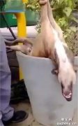 <b>狗狗睡觉被误为死了，被人五次打脸，邻居：昨晚干啥去了？</b>