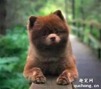 <b>这谁家的小熊，没人要我抱走了哈！</b>