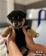 <b>正猛吸珍珠时，下秒狗子跑过来撅起屁股，下了两滴臭臭…</b>