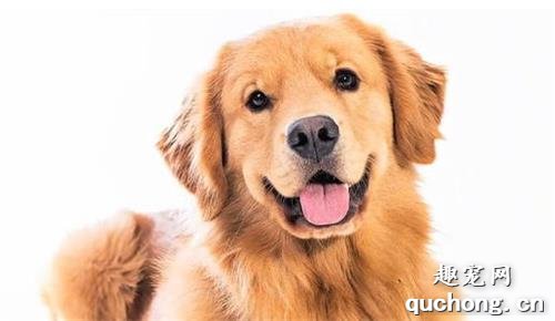 黄金猎犬和金毛的区别
