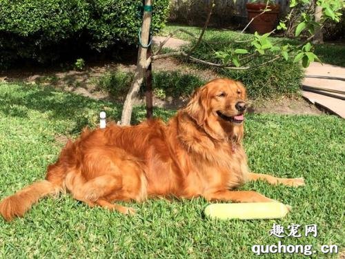 黄金猎犬和金毛的区别