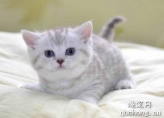 猫可以喝奶茶吗？