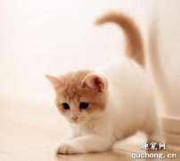 猫可以吃花生米吗？