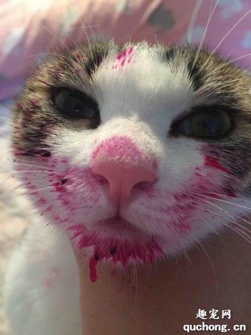 猫咪可以吃火龙果吗