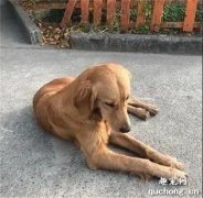 <b>被寄养金毛犬暴走100公里回家，主人：这辈子再不分开！</b>