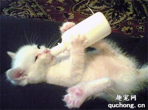 猫咪可不可以喝纯牛奶?