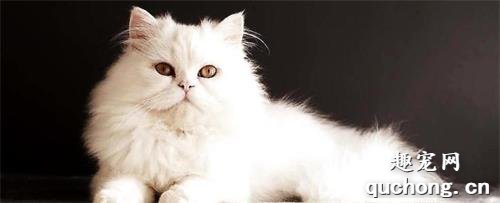 猫咪可不可以喷香水
