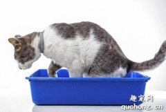 怎么刺激猫排尿?