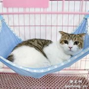 <b>猫关进笼子里一直叫怎么才能停止？</b>