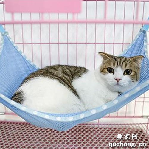 猫关进笼子里一直叫怎么才能停止?