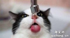 <b>怎么训练幼猫喝水？</b>
