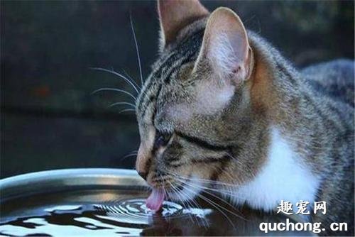 怎么训练幼猫喝水？