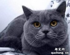 英短蓝猫怎么看纯不纯？
