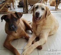 <b>十年田园犬老友去世，拉拉三周后同时刻也走了：老伙计，等等我。</b>