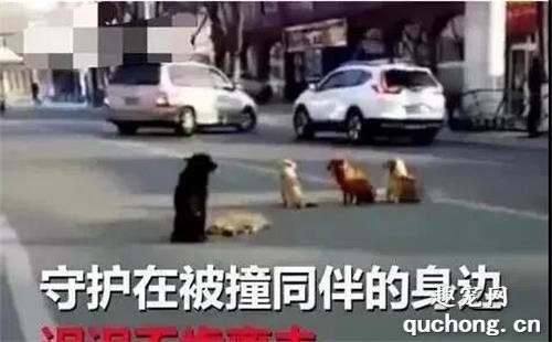 <b>四条狗狗“霸占”马路造成事故引来警察，最后真相令人泪目...</b>