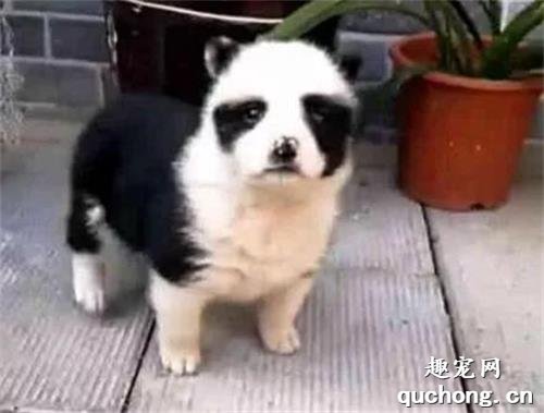 <b>田园犬意外怀孕，却生下一只熊猫狗，熊猫：这个黑锅我不背！</b>