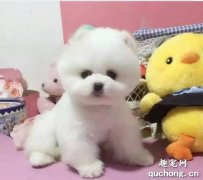 <b>博美犬剪毛教程</b>