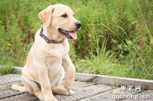 拉布拉多犬寿命多长？