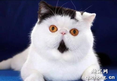怎么挑选一只优秀的异国短毛猫?