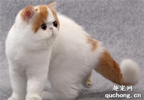 怎么挑选一只优秀的异国短毛猫?