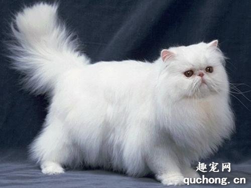 猫咪得了猫藓怎么办?