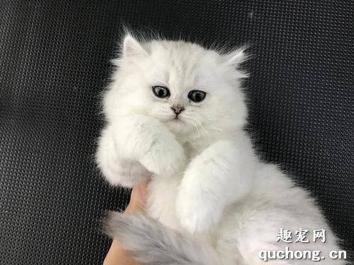 怎么买到纯种金吉拉猫？金吉拉价格如何？