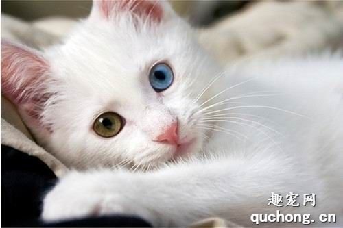 波斯猫来自哪个国家?波斯猫该怎么养?