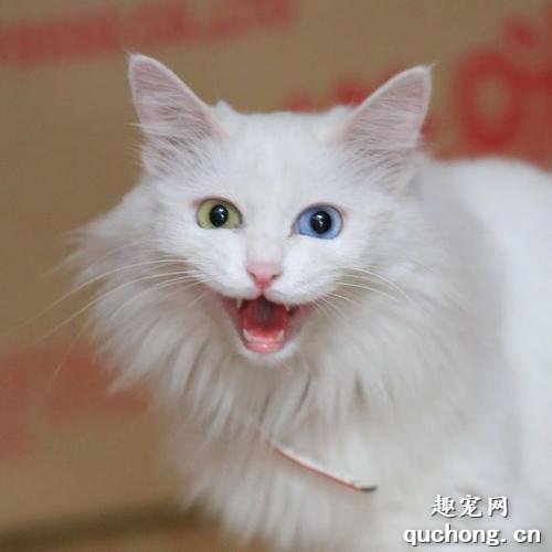 波斯猫来自哪个国家?波斯猫该怎么养?