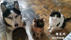 <b>猫狗相依为命多年，狗狗离世，猫咪不吃不喝，18天后也跟着离开了</b>