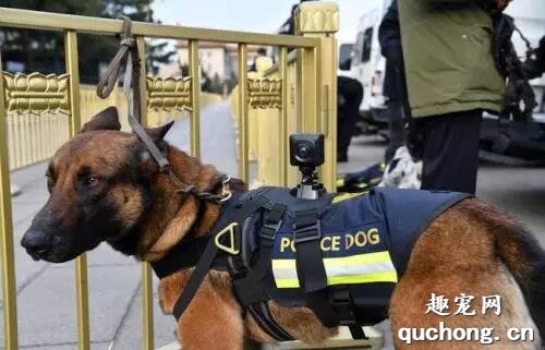 常见警犬品种大盘点，你都认识么？
