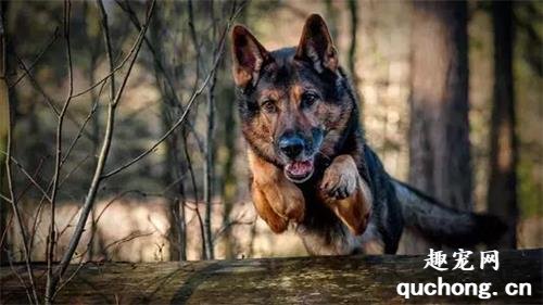 常见警犬品种大盘点，你都认识么？