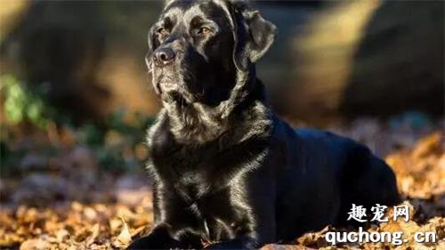 常见警犬品种大盘点，你都认识么？
