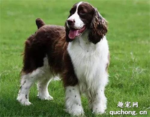 常见警犬品种大盘点，你都认识么？