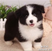 <b>边牧幼犬怎样辨别好坏？</b>