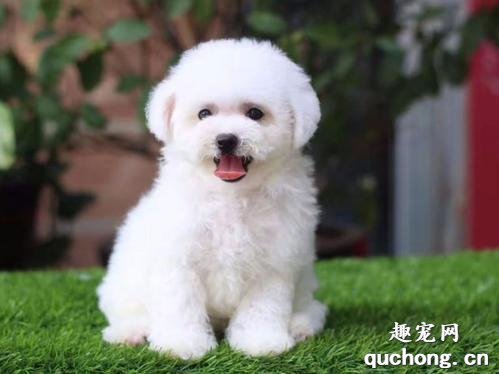 纯种比熊犬特征有哪些？