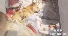 <b>相依为命的主人去世，狗狗躺在纸堆里哭红了眼睛…</b>