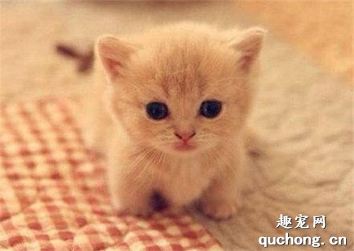 6周到12周大的小猫咪,如何让它更好的成长?